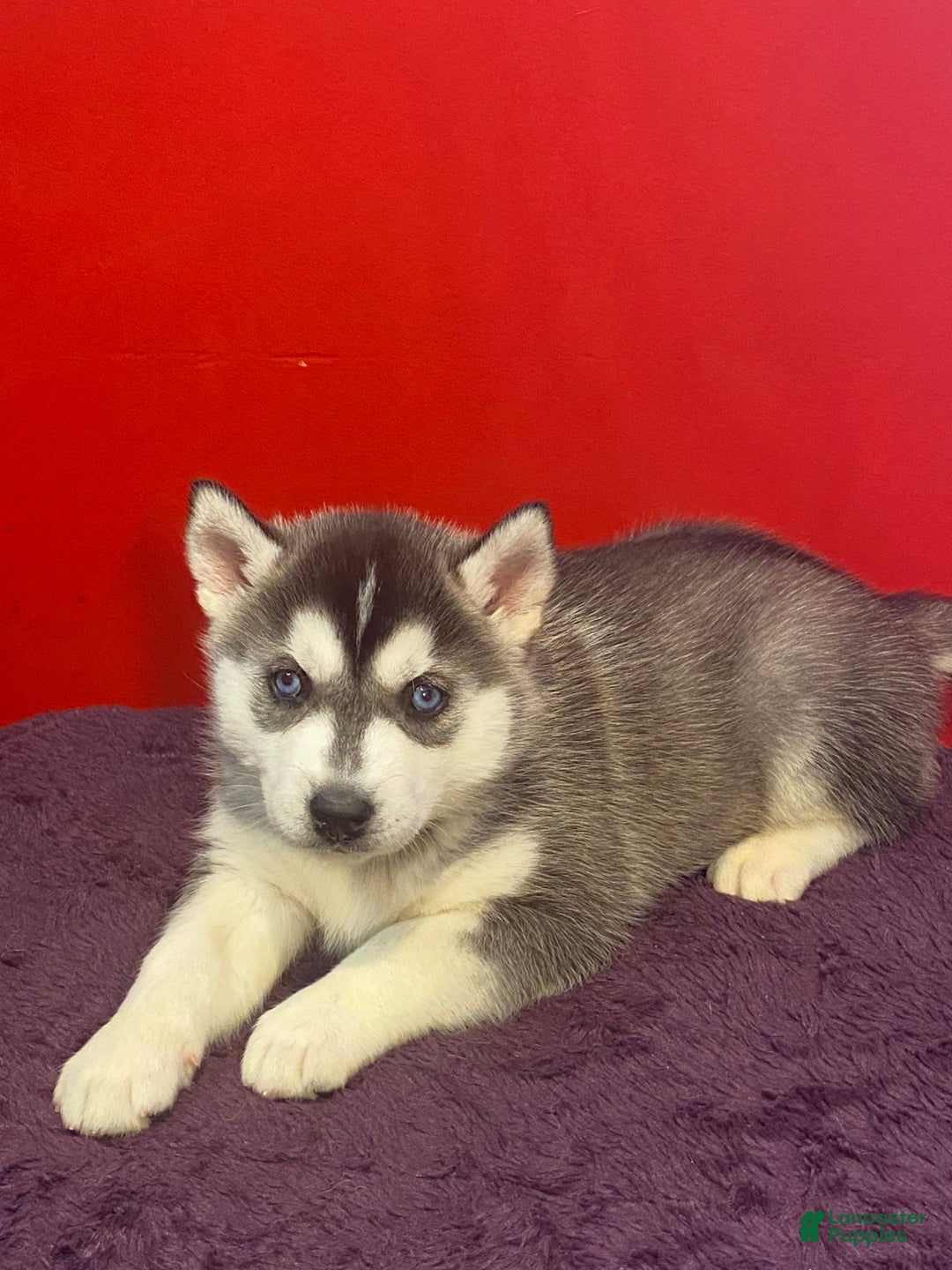 Siberian Husky dogs for sale: Willow  - Ad 2