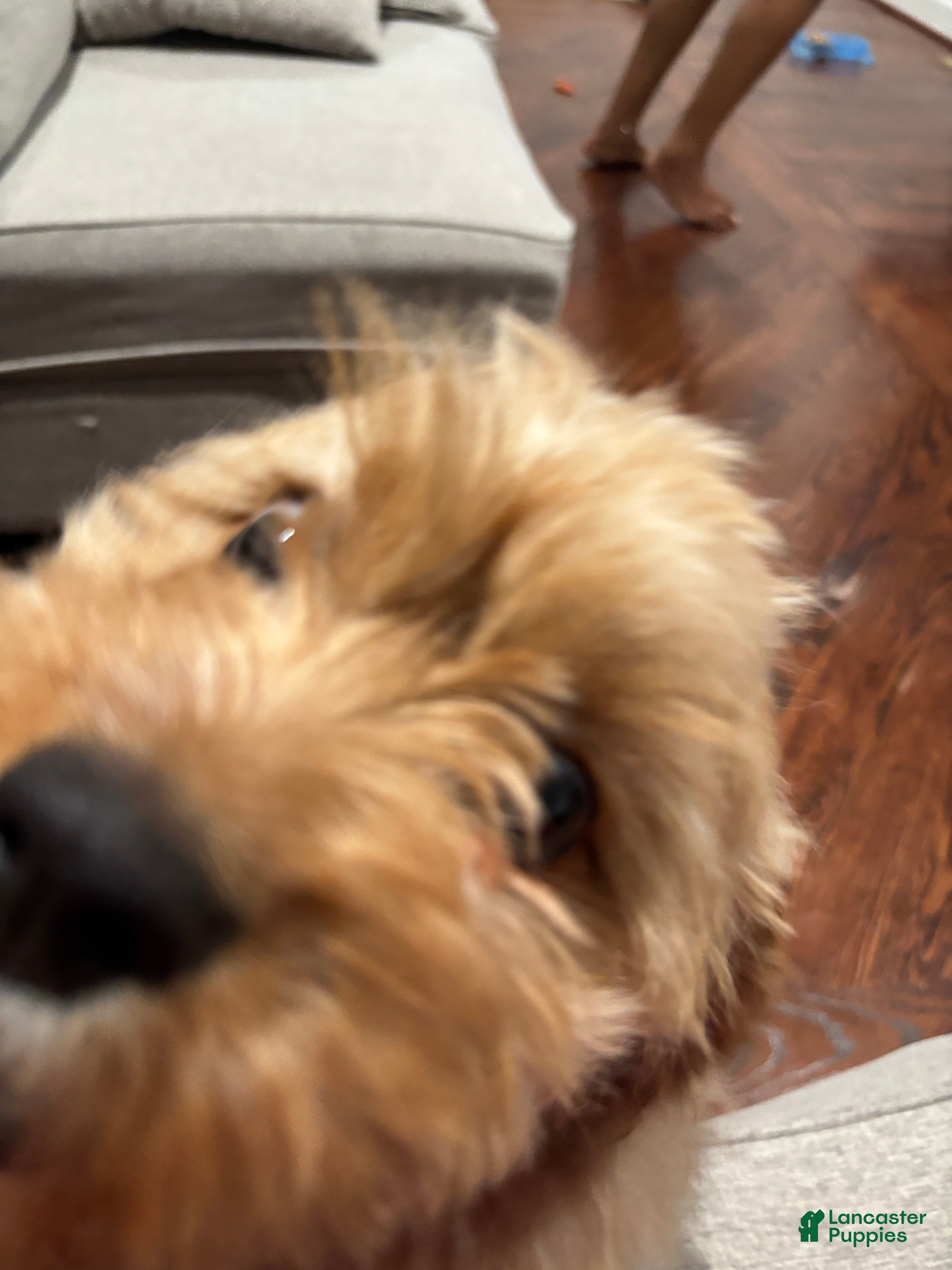 Cavapoo dogs for sale: Cavapoo Puppy 2 - Ad 5