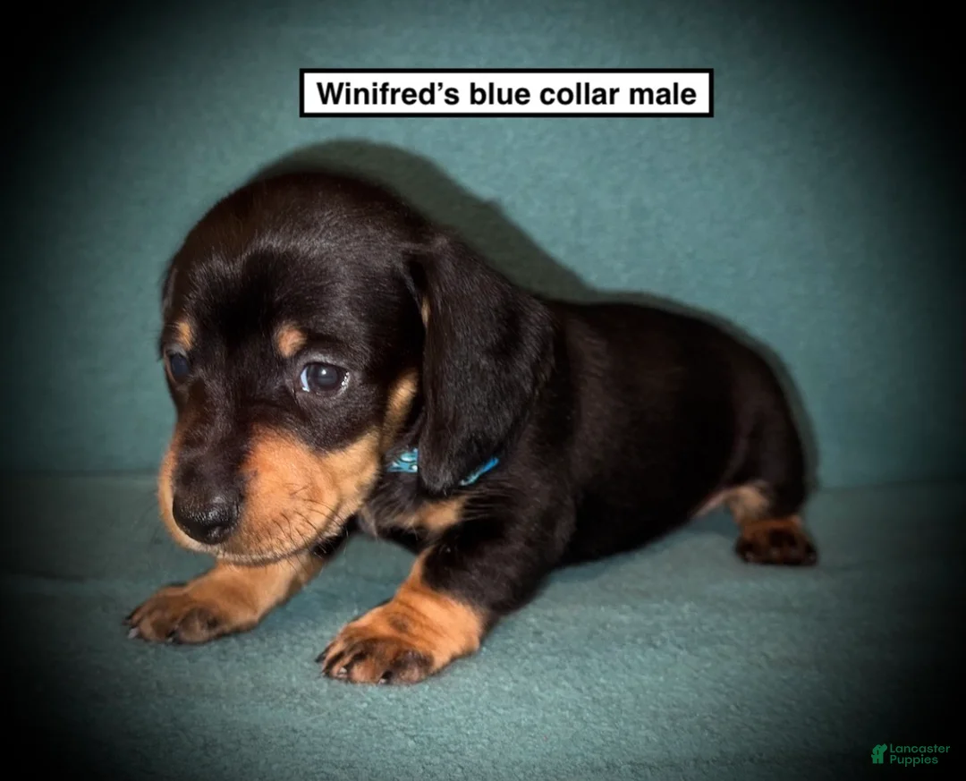 Dachshund dogs for sale: AKC Winifred's Blue Collar Male - Ad 1