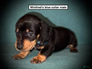 Dachshund dogs AKC Winifred's Blue Collar Male - Ad 5