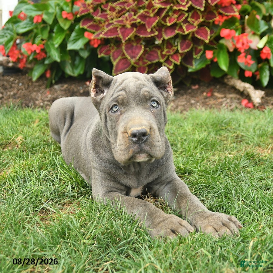 Cane Corso dogs Lenny  - Ad 2