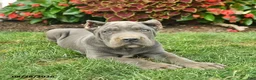 Cane Corso dogs for sale: Lenny  - Ad 2