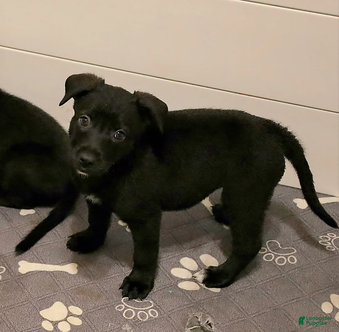 Mixed Breed dogs for sale: Phoenix  - Ad 1