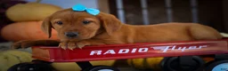 Labrador Retriever dogs for sale: NELSON - Ad 12