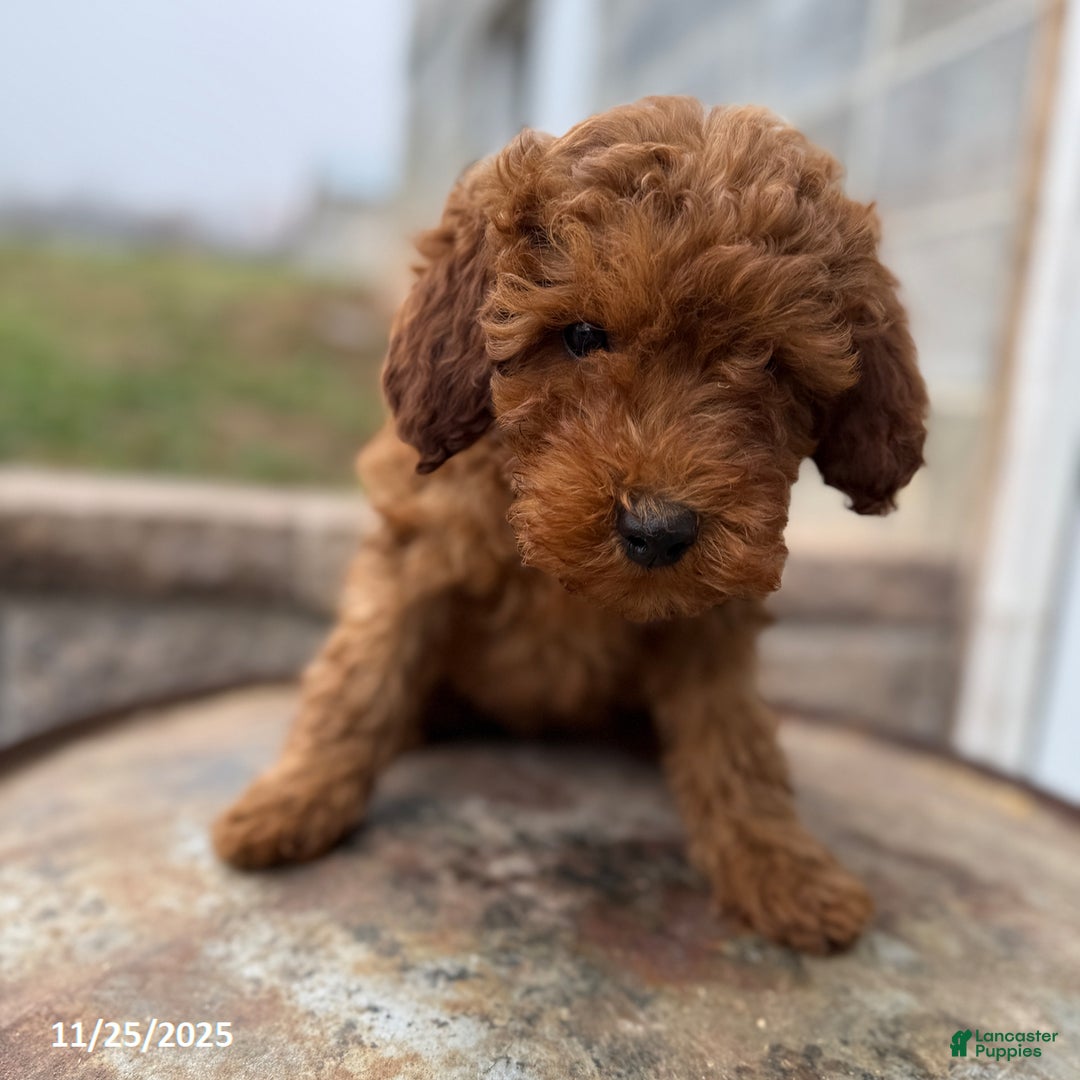 Irish Doodle dogs for sale: Fancy - Ad 3