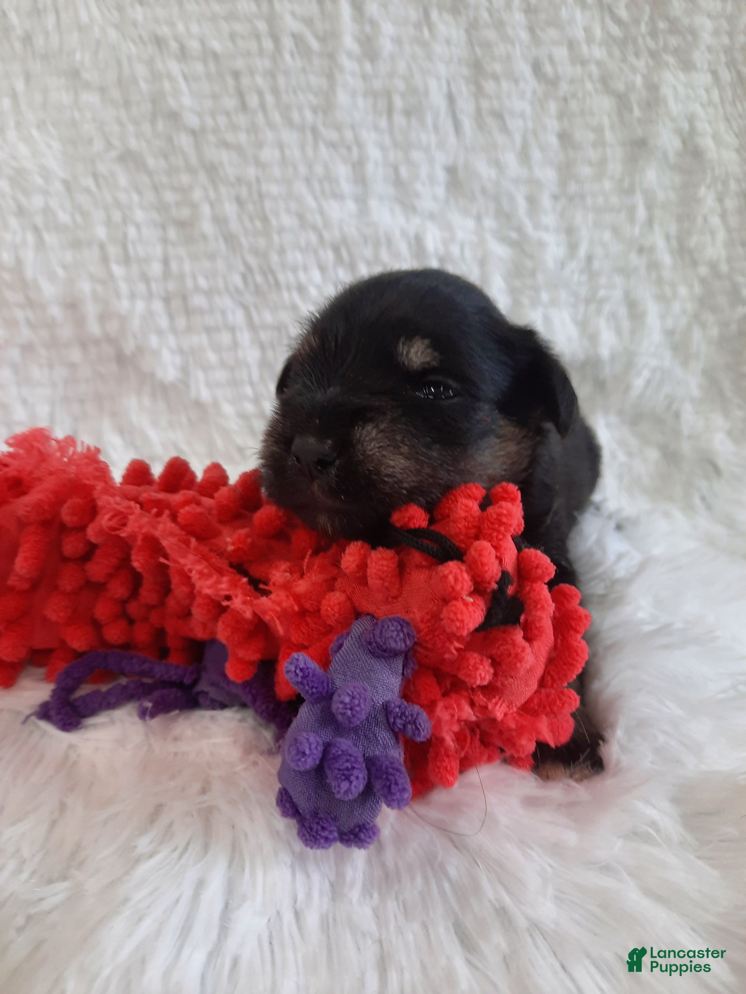 Miniature Schnauzer dogs AKC Sweet Pea - Ad 2