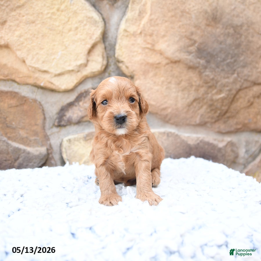 Cavapoo dogs Forest - Ad 1