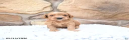 Cavapoo dogs for sale: Forest - Ad 6