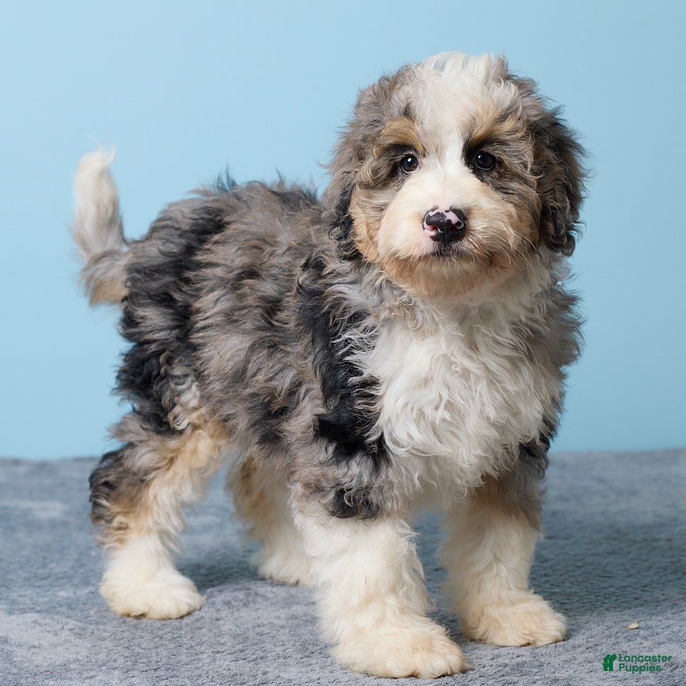 Mini Bernedoodle dogs Aspen  - Ad 1