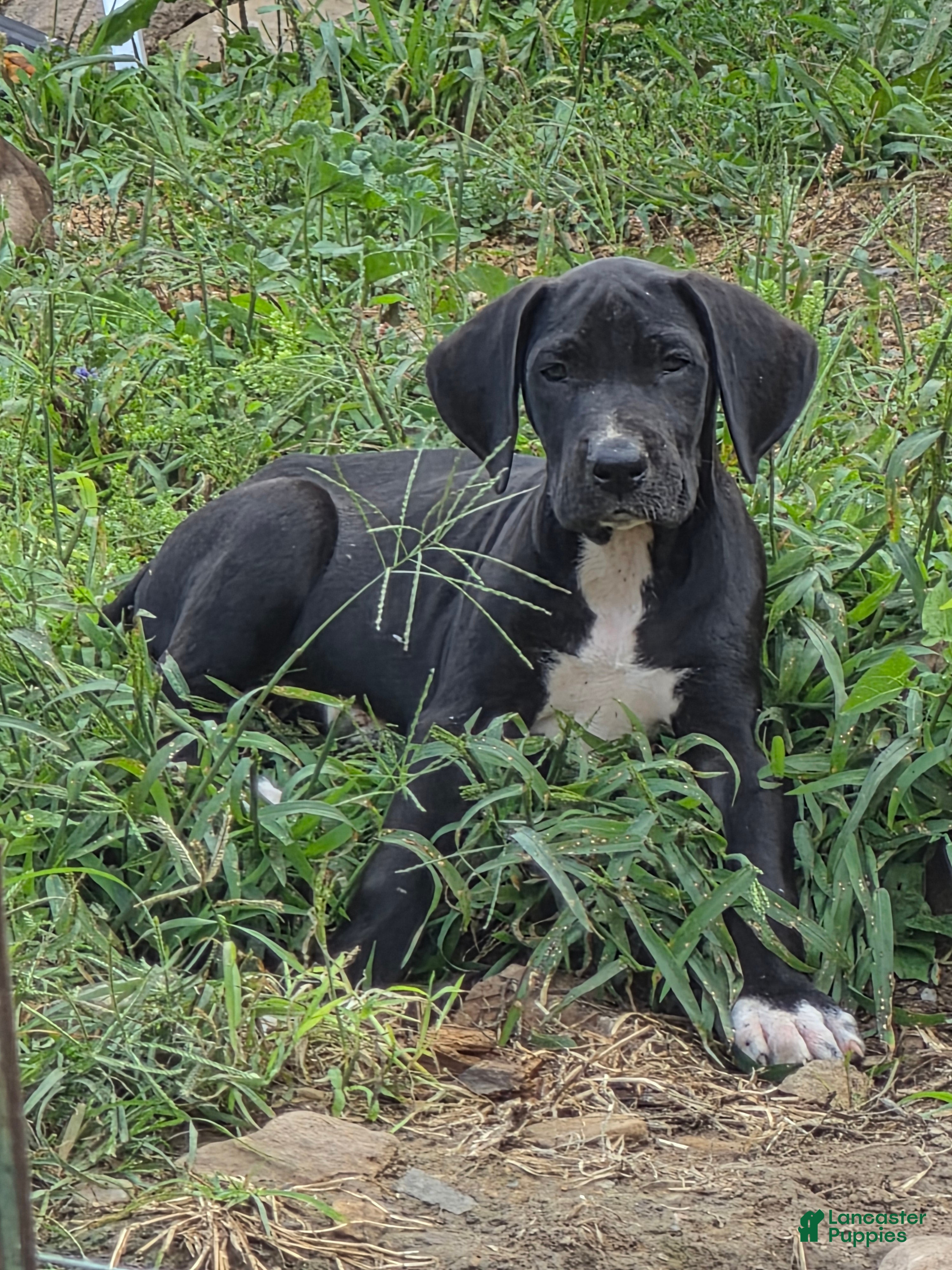 Great Dane dogs Steele - Ad 13