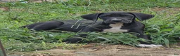 Great Dane dogs for sale: Steele - Ad 1
