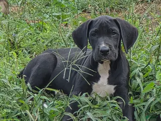 Great Dane dogs Steele - Ad 24