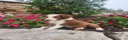Border Collie dogs for sale: Jayce - Ad 2