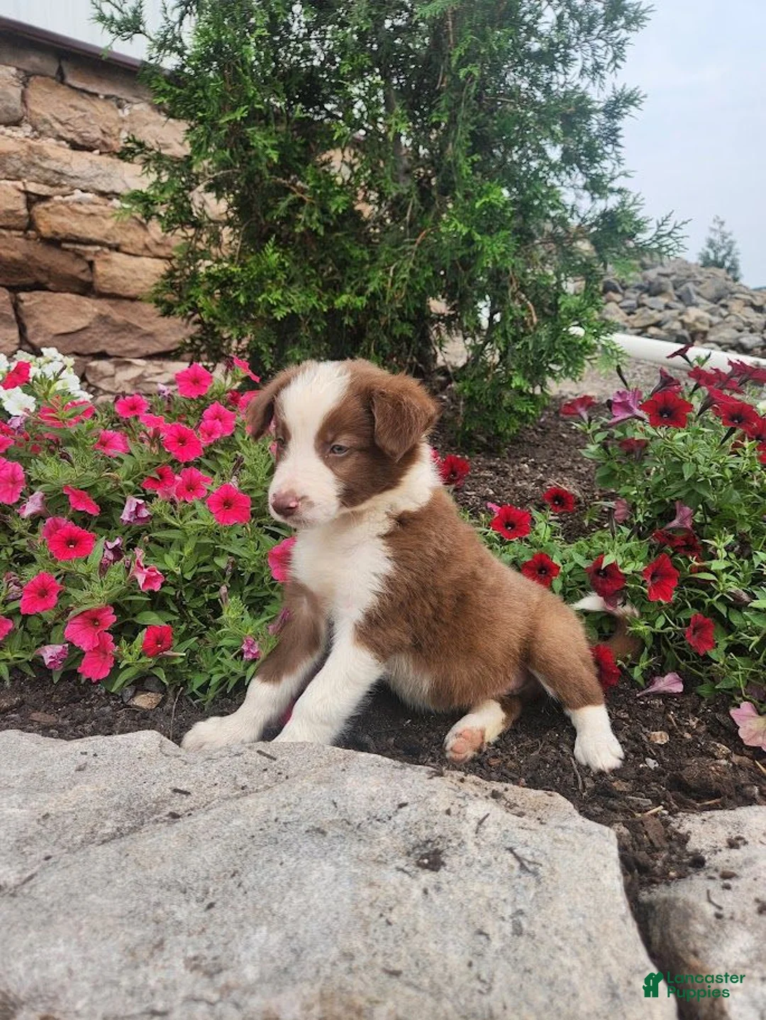 Border Collie dogs for sale: Jayce - Ad 2