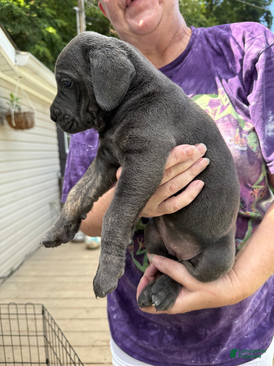 Cane Corso litter of but left for sale in New Tazewell