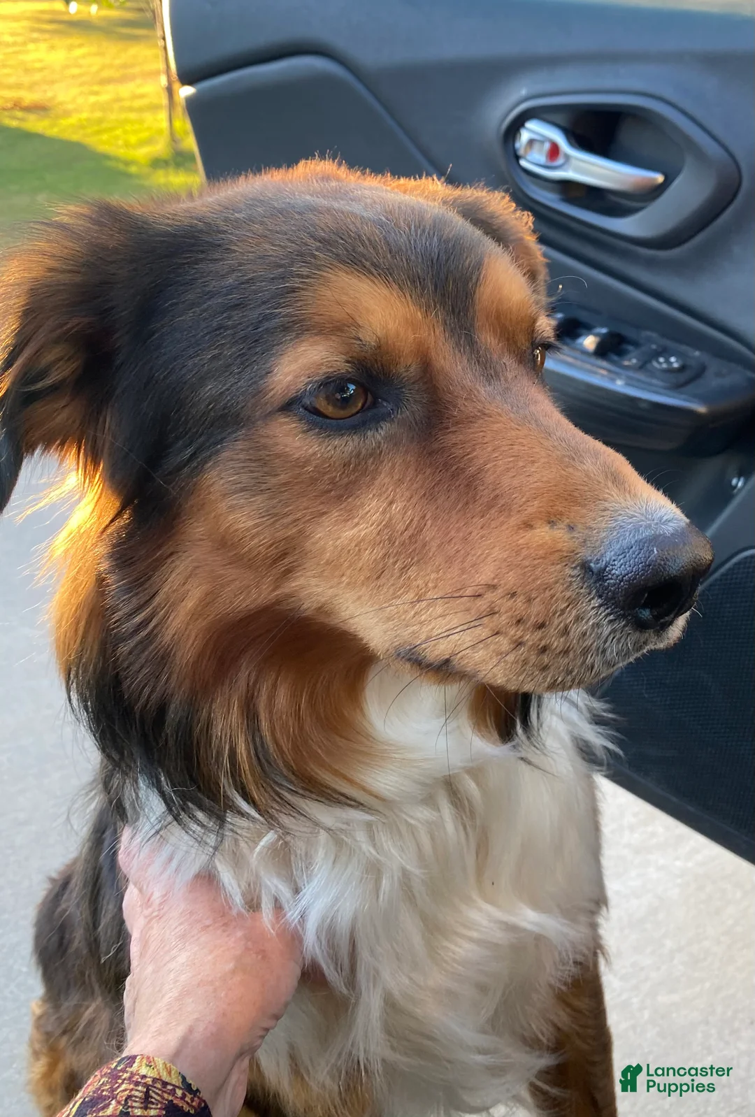 Mixed Breed dogs for sale: Female # 5 English  Shepherd Doodle  - Ad 23