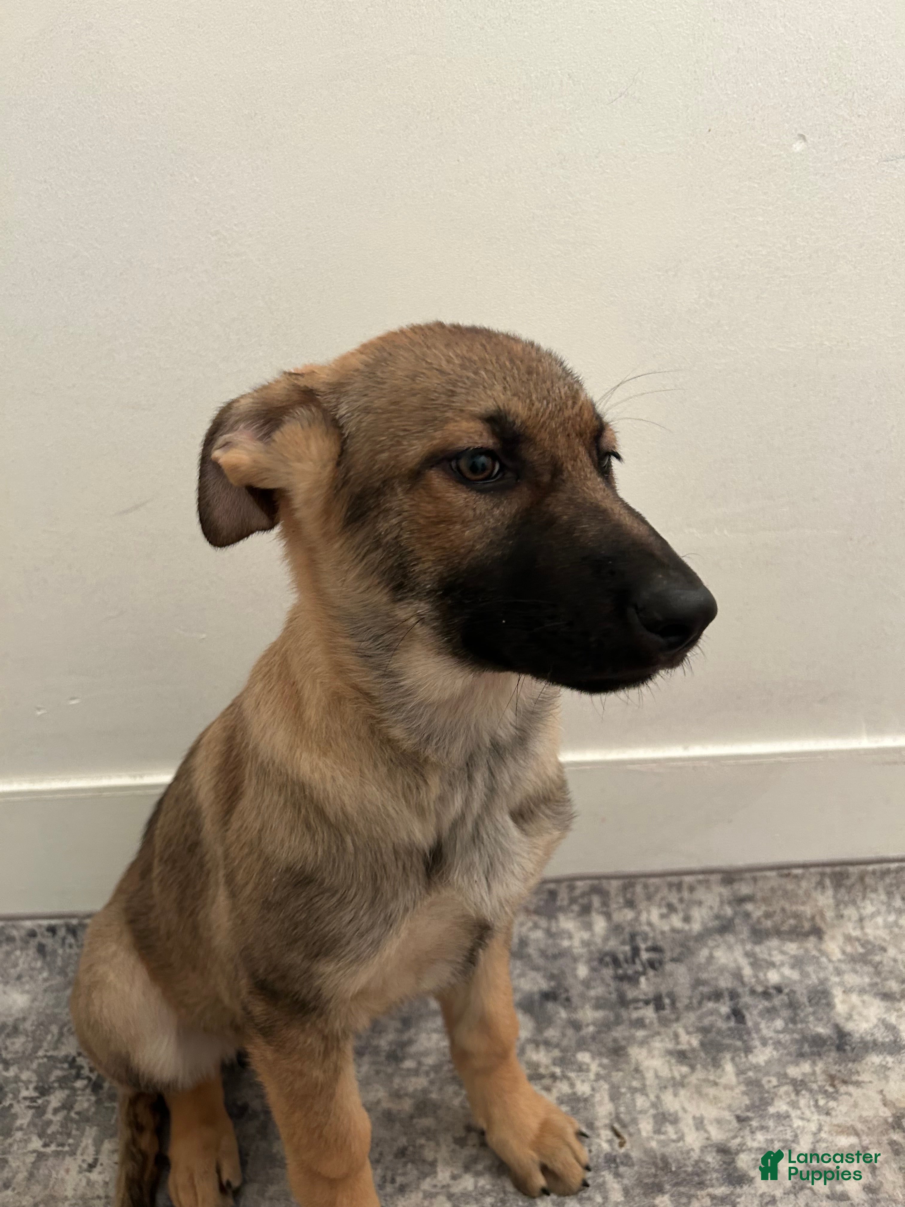 German Shepherd dogs German Shepherd Puppy 2 - Ad 28