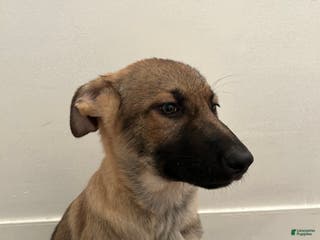 German Shepherd dogs German Shepherd Puppy 2 - Ad 41