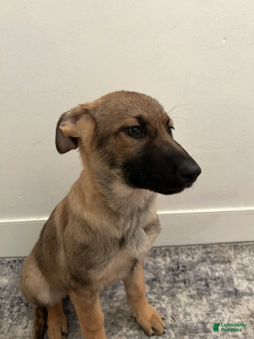 German Shepherd dogs for sale: German Shepherd Puppy 2 - Ad 1