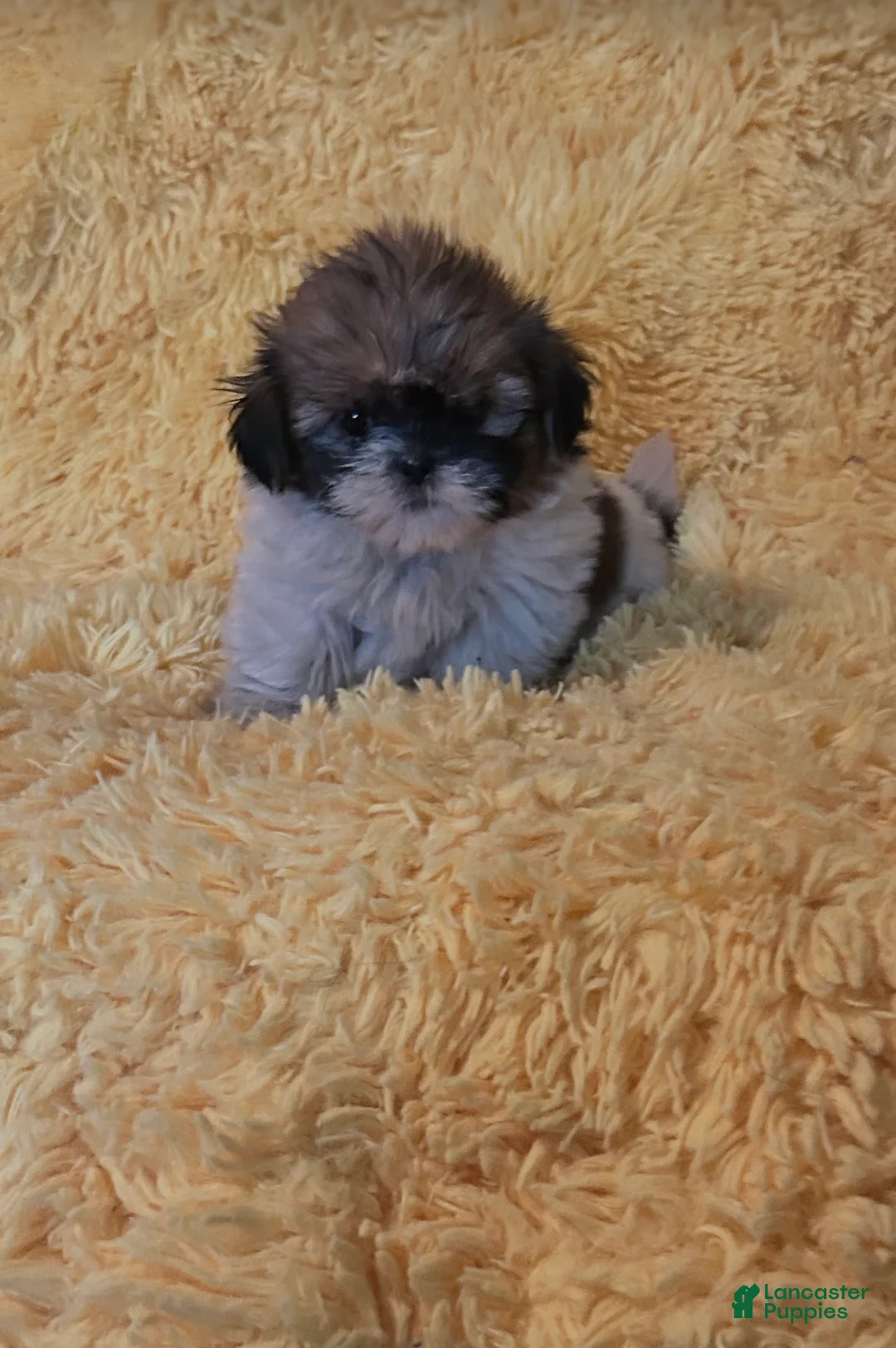 Shih Tzu dogs for sale: Sheas - Ad 1