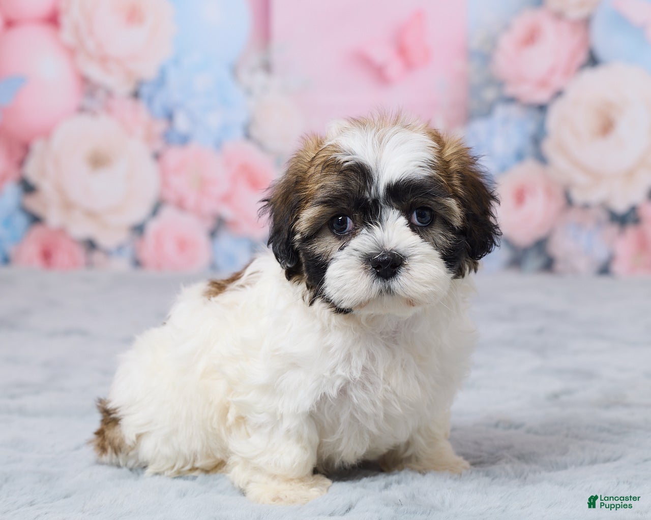 Teddy Bear dogs for sale: Millie - Ad 3