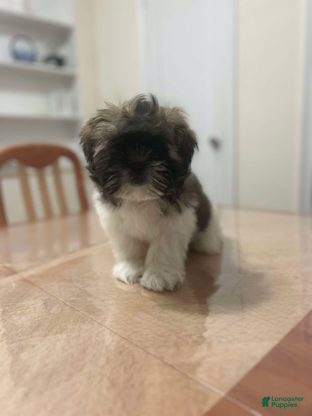Shih Tzu dogs for sale: Abby - Ad 3