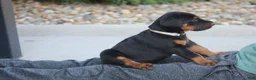 Doberman Pinscher dogs for sale: Charlie - Ad 9