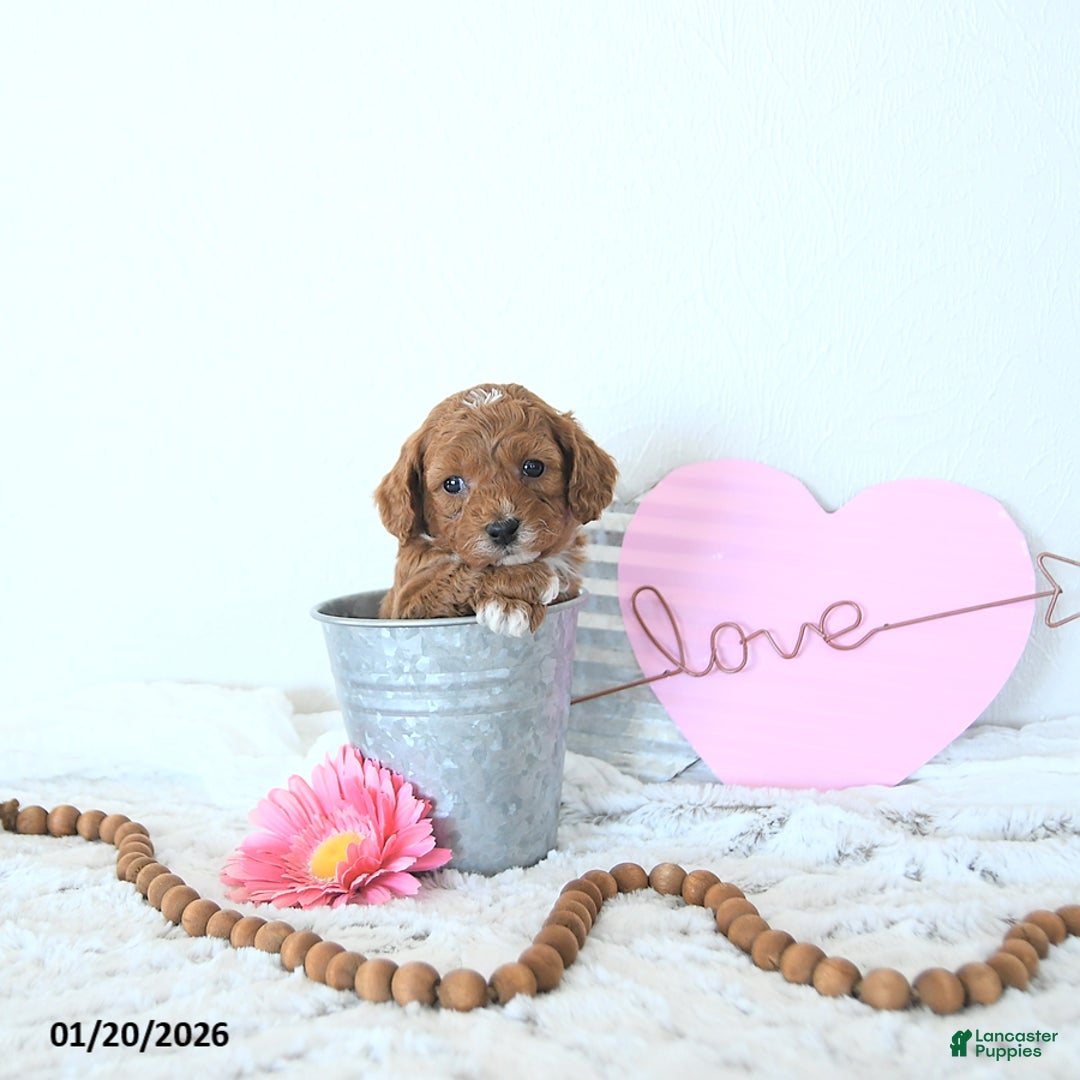 Mini Goldendoodle dogs for sale: Koda - Ad 1