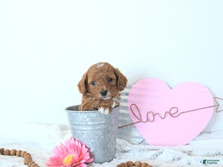 Mini Goldendoodle dogs Koda - Ad 8