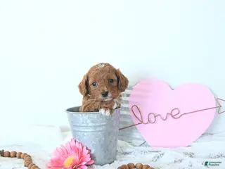 Mini Goldendoodle dogs Koda - Ad 22