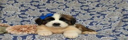 Saint Bernard dogs for sale: Midge - Ad 5