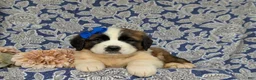 Saint Bernard dogs for sale: Midge - Ad 5