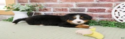 Bernese Mountain Dog dogs for sale: Honor - Ad 4