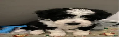 Aldo