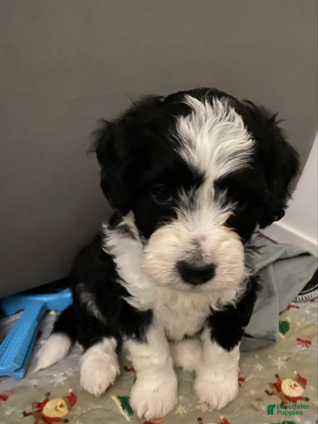 Mixed Breed dogs for sale: Aldo - Ad 1