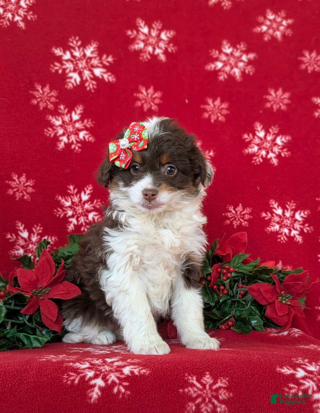 Mixed Breed dogs for sale: Brittney - Ad 2