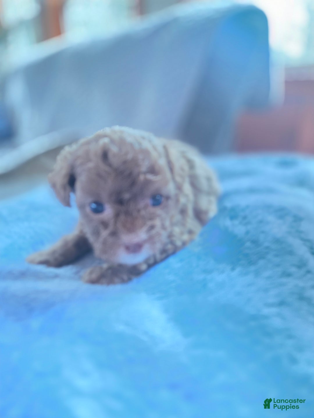 Toy Poodle dogs for sale: Toy Poodle Puppy 1 - Ad 3