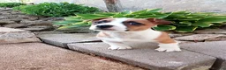 Jack Russell Terrier dogs for sale: Shep - Ad 3