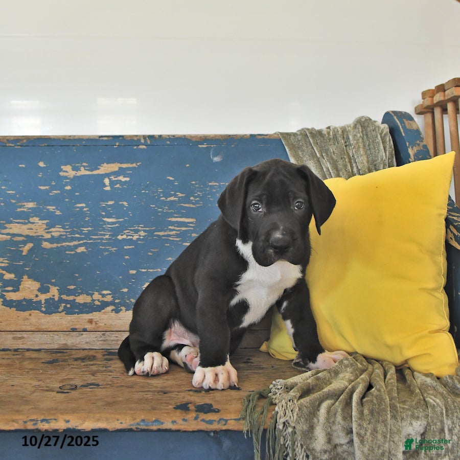 Great Dane Puppies for sale in Elkhart, Indiana Lancaster Puppies