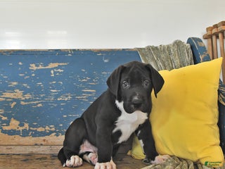 Great Dane dogs - Ad 29