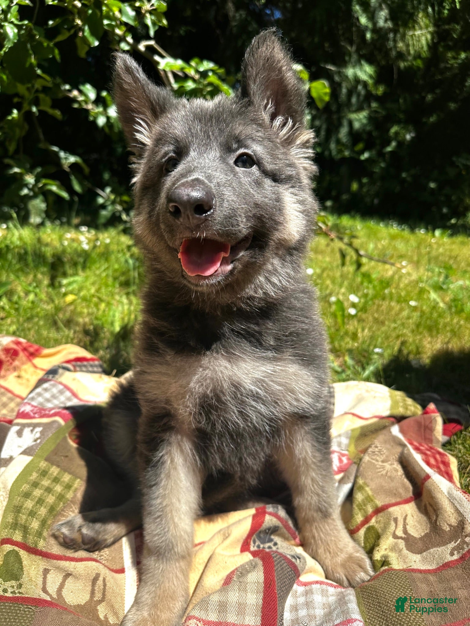 German Shepherd dogs Sarah - Ad 7