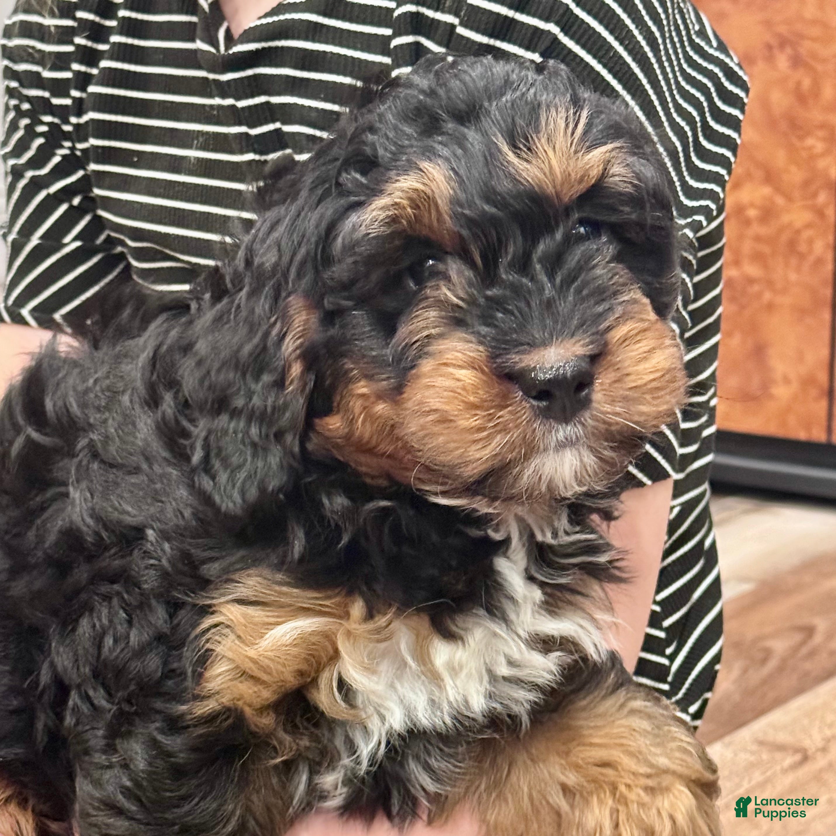 Mini Bernedoodle dogs Teddy - Ad 2