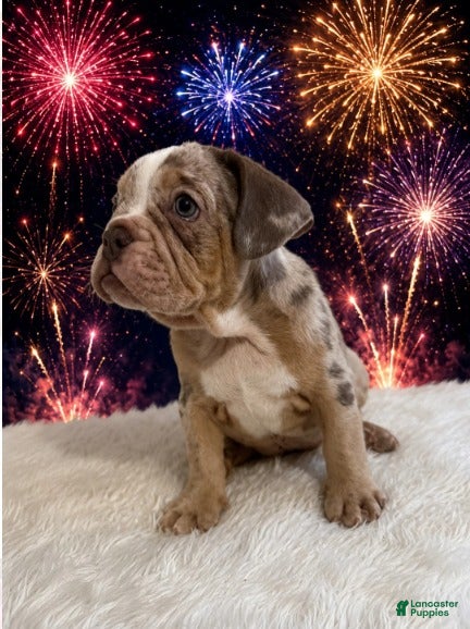 English Bulldog dogs for sale: Lola_Female - Ad 3
