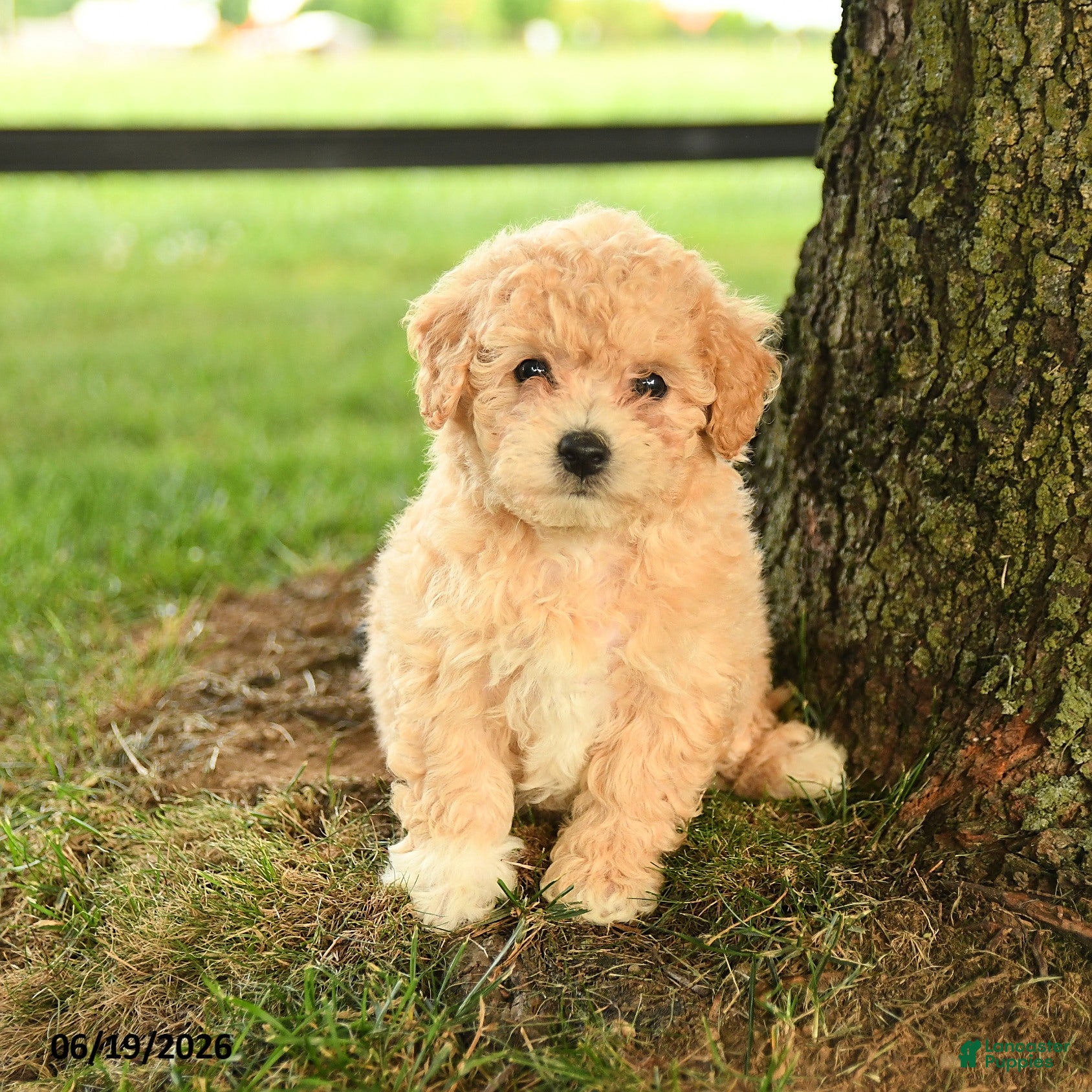 Bichpoo dogs Donna - Ad 2