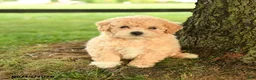 Bichpoo dogs for sale: Donna - Ad 2