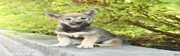 Shiba Inu dogs for sale: Scout - Ad 3