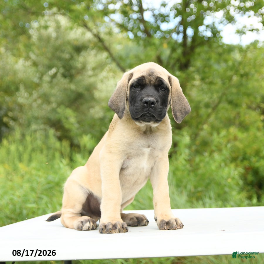 English Mastiff dogs Merlin - Ad 1