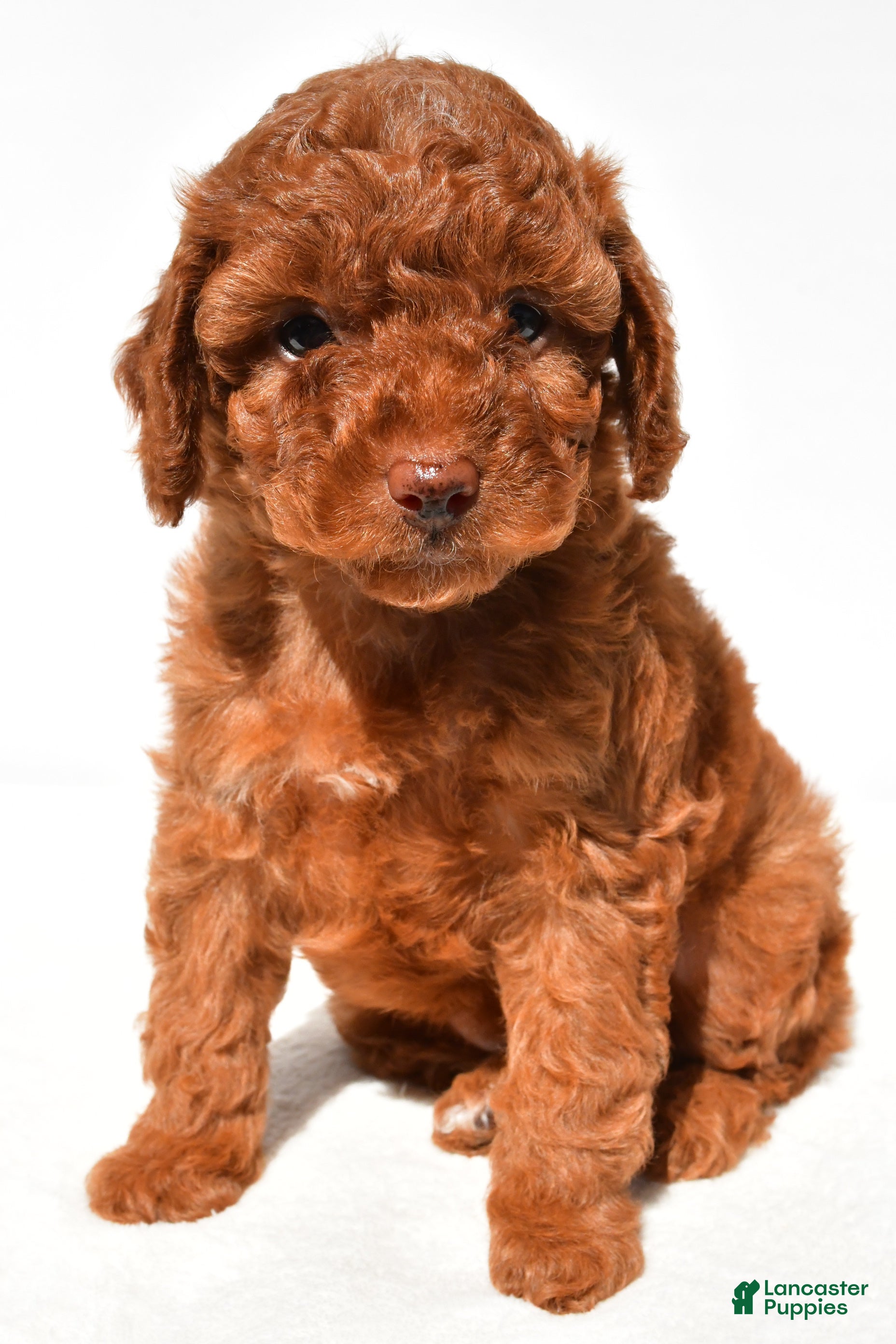 Miniature Poodle dogs Lucy - Ad 1