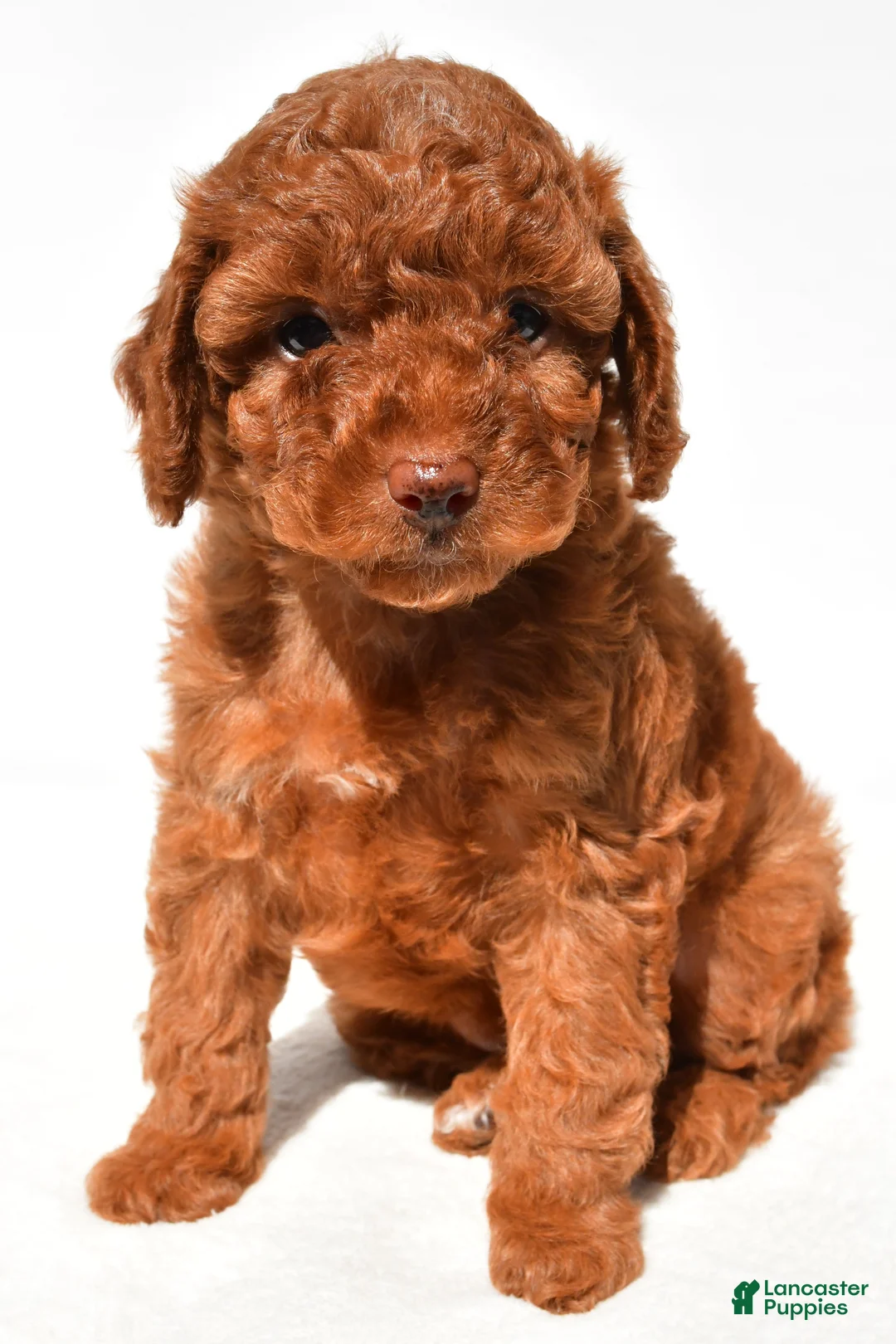 Miniature Poodle dogs for sale: Lucy - Ad 1