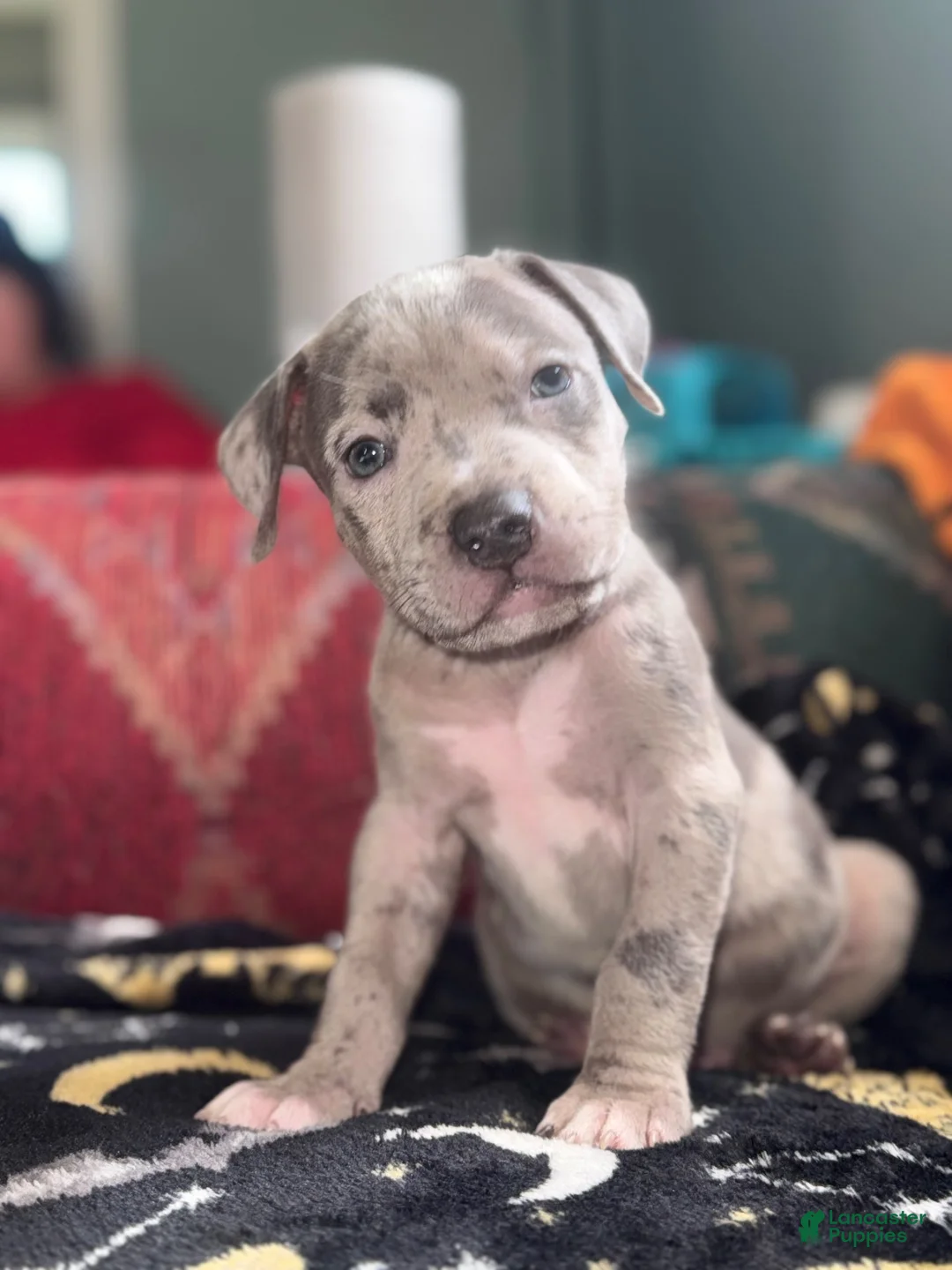 American Bully dogs for sale: American Bully 2 - Ad 2
